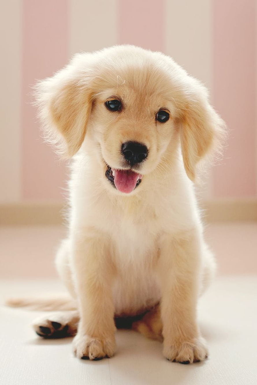 Adorable Golden Retriever Puppy Sitting on a Light Floor with a Soft Pink Background HD phone wallpaper