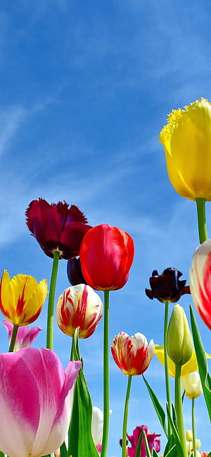Vibrant Multicolored Tulips Blooming Against a Clear Blue Sky in Spring HD phone wallpaper