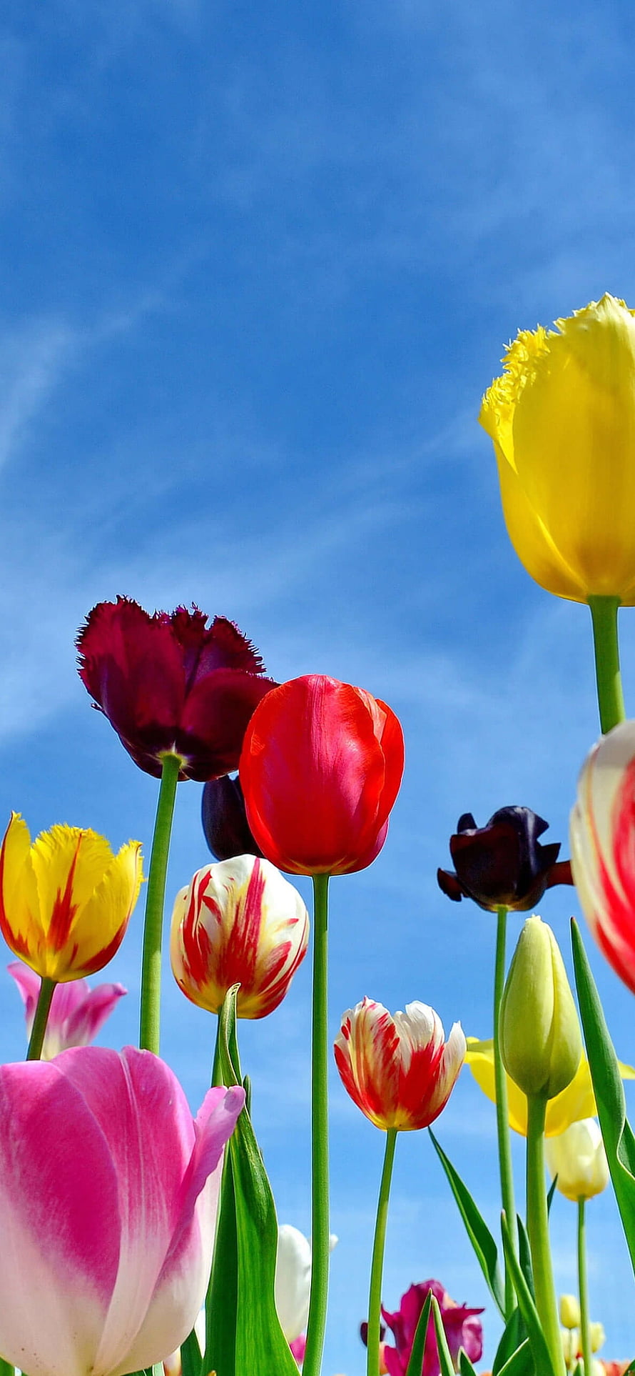 Vibrant Multicolored Tulips Blooming Against a Clear Blue Sky in Spring HD phone wallpaper