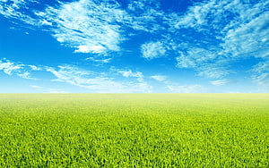 Vast Green Meadow Under a Bright Blue Sky with Scattered White Clouds HD wallpaper