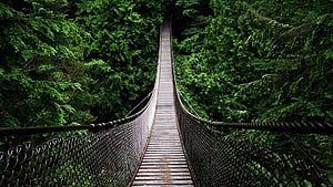 Wooden Suspension Bridge Crossing Through Lush Kerala Rainforest Canopy HD wallpaper