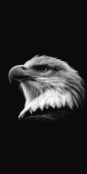 Monochrome Bald Eagle Head Portrait Against Black Background HD phone wallpaper