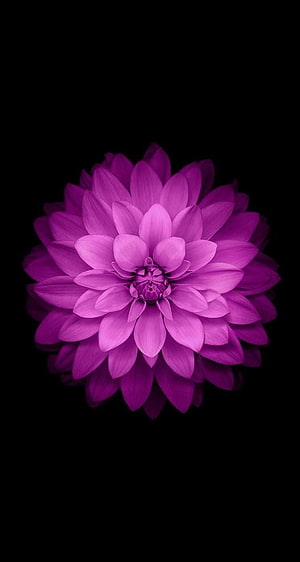 Vibrant Purple Dahlia Flower Isolated on Black Background HD phone wallpaper