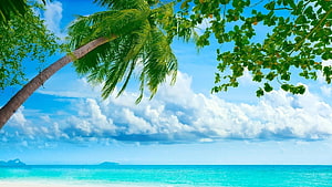 Tropical Beach Scene With Leaning Palm Tree And Turquoise Ocean Water Under Blue Sky HD wallpaper