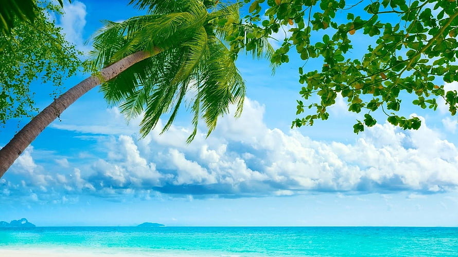 Tropical Beach Scene With Leaning Palm Tree And Turquoise Ocean Water Under Blue Sky HD wallpaper