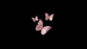 Three Delicate Pink Butterflies Floating Against a Minimalist Black Background HD wallpaper