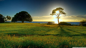 Coastal Meadow at Golden Hour with Silhouetted Trees and Ocean Horizon HD wallpaper