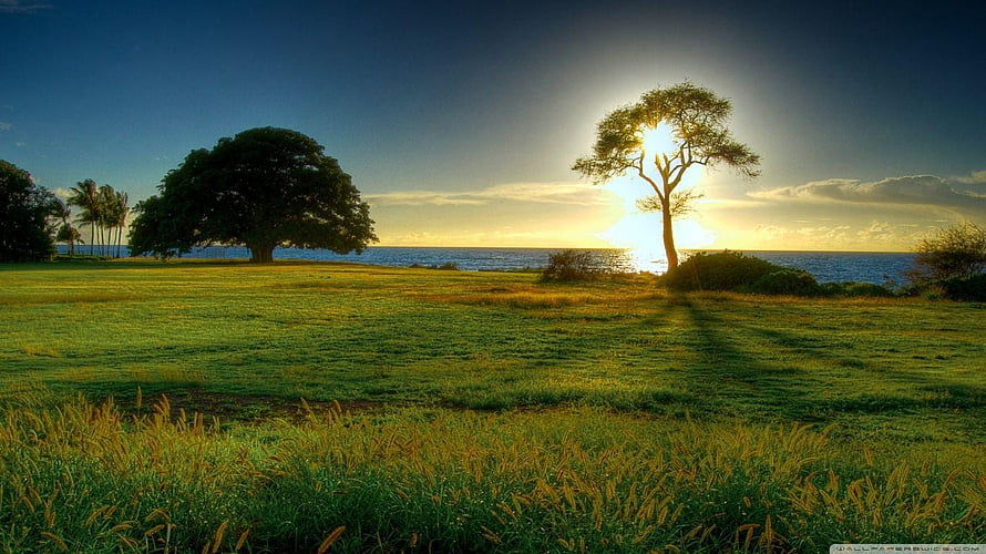Coastal Meadow at Golden Hour with Silhouetted Trees and Ocean Horizon HD wallpaper