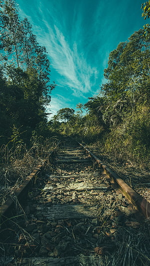 Abandoned Railway Tracks Winding Through Dense Tropical Forest Under a Turquoise Sky HD phone wallpaper