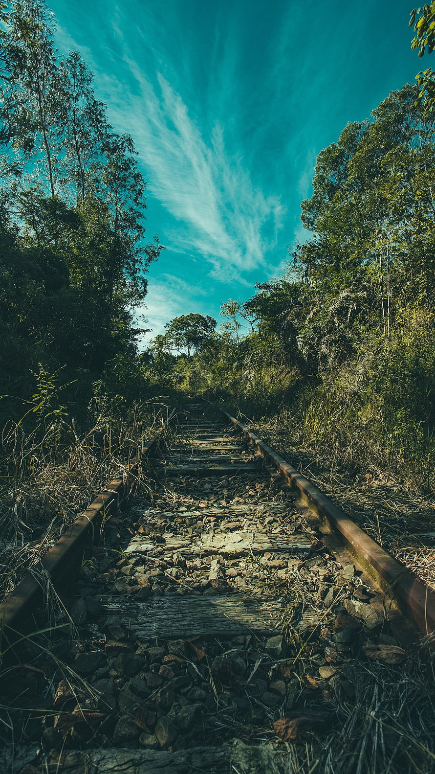 Abandoned Railway Tracks Winding Through Dense Tropical Forest Under a Turquoise Sky HD phone wallpaper