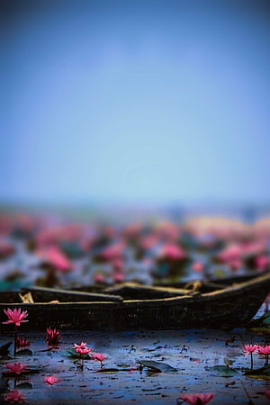 Pink Water Lilies and Wooden Boat on a Misty Lake at Dawn HD phone wallpaper