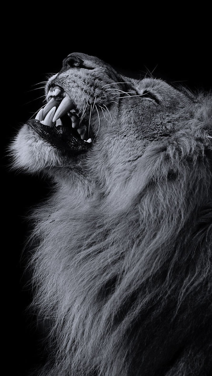 Majestic Male Lion Roaring in Dramatic Black and White Portrait HD phone wallpaper