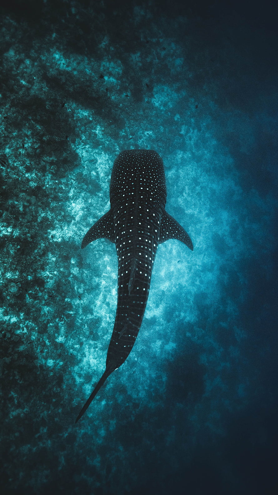 Majestic Whale Shark Gliding Through Deep Blue Ocean Waters HD phone wallpaper