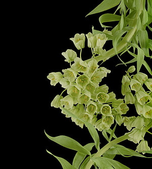 Pale Green Bell Flowers with Long Leaves on Black Background HD phone wallpaper