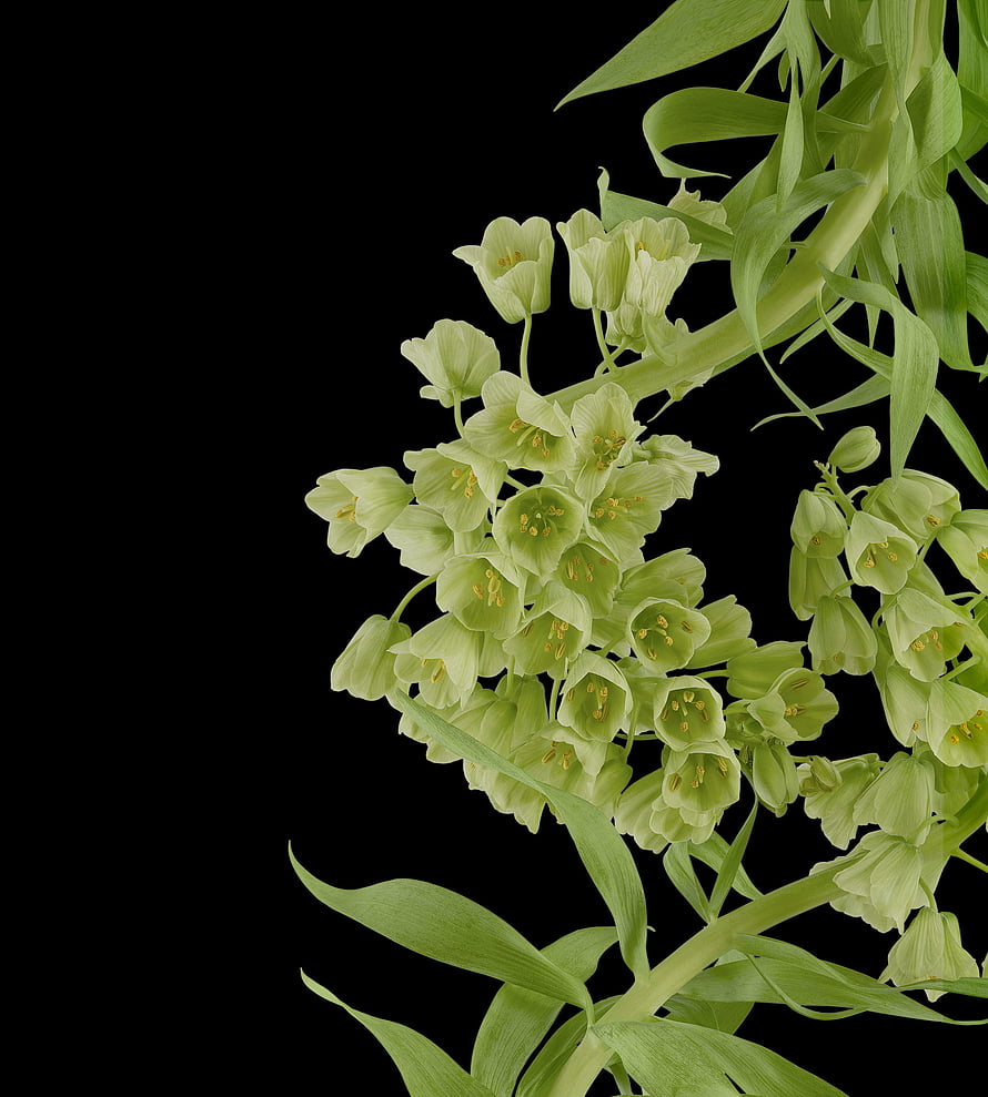 Pale Green Bell Flowers with Long Leaves on Black Background HD phone wallpaper