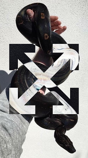 KAWS Companion Figure Wrapped in Black Snake with Off White Sneakers HD phone wallpaper