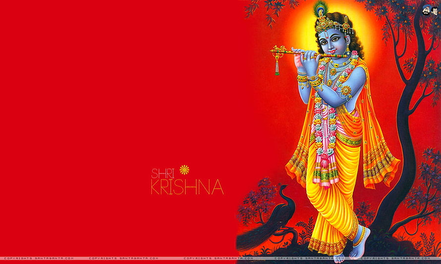 Lord Krishna Playing Flute in Vibrant Yellow Garments Against Red Background HD wallpaper