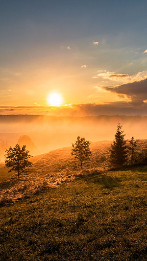 Golden Sunrise Over Misty Rolling Hills With Scattered Trees and Warm Morning Light HD phone wallpaper