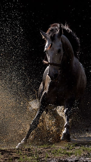 Arabian Horse Galloping Through Mud With Dramatic Splash Against Dark Background HD phone wallpaper