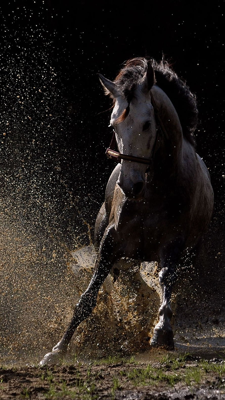 Arabian Horse Galloping Through Mud With Dramatic Splash Against Dark Background HD phone wallpaper