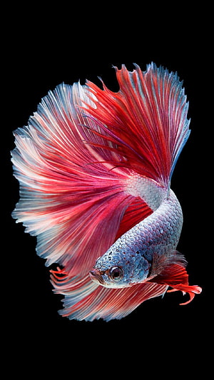 Vibrant Siamese Fighting Fish with Flowing Red and Blue Fins on Black Background HD phone wallpaper