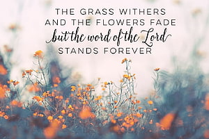 Inspirational Bible Verse Quote Over Soft Focus Orange Wildflower Field HD wallpaper