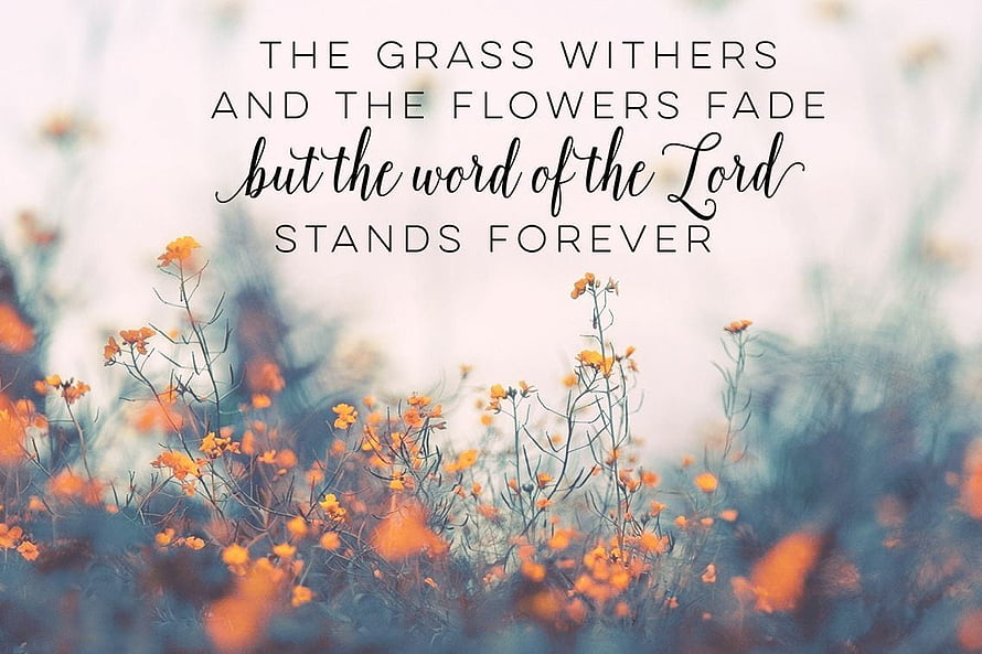 Inspirational Bible Verse Quote Over Soft Focus Orange Wildflower Field HD wallpaper