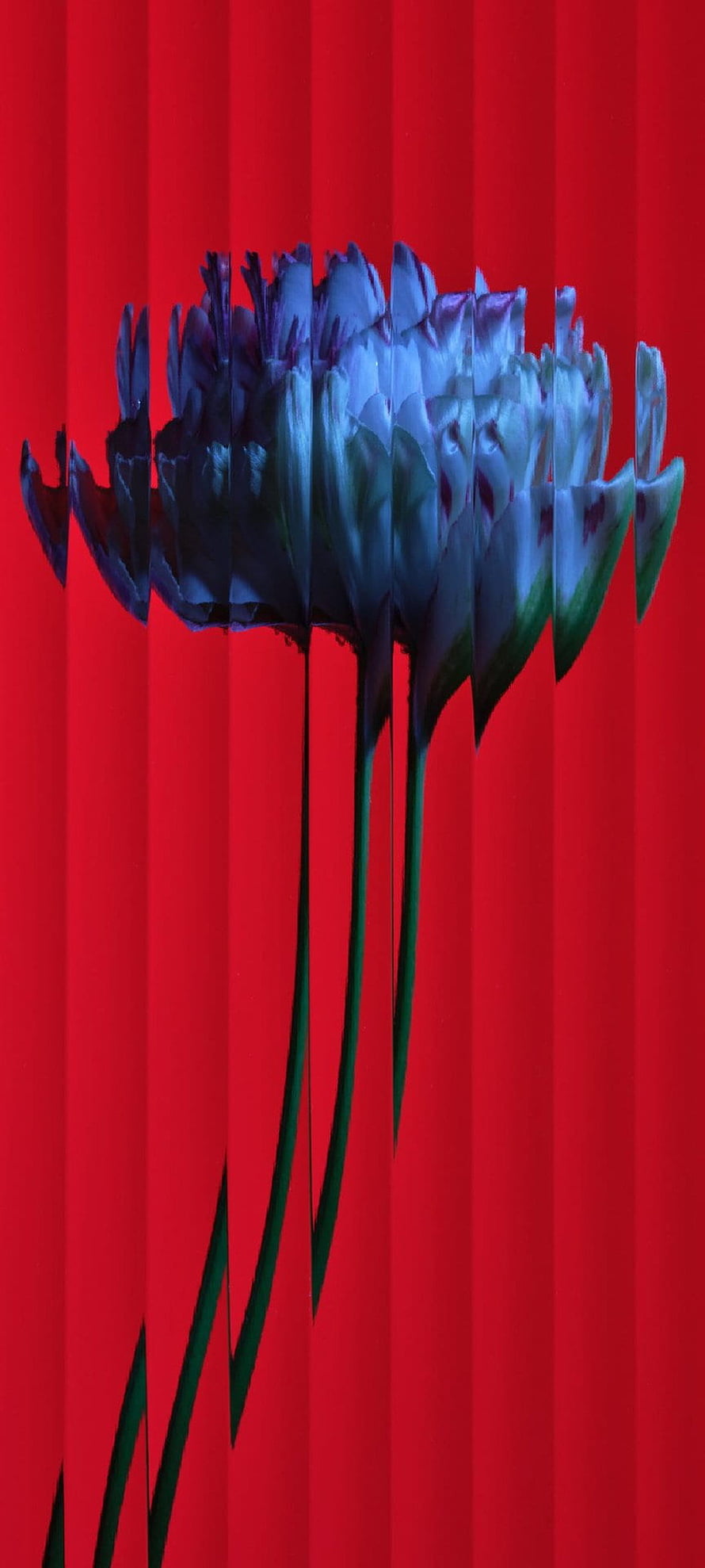 Abstract Glitch Art of White Tulips Against a Vibrant Red Background HD phone wallpaper