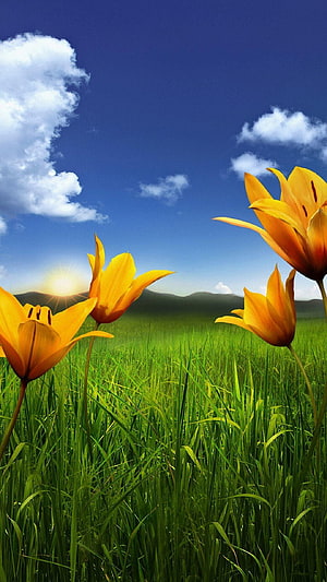 Vibrant Yellow Lilies in a Lush Green Meadow Under a Bright Blue Sky HD phone wallpaper