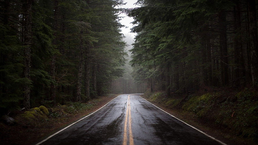 Moody Wet Forest Road Vanishing Into Misty Evergreen Canopy HD wallpaper