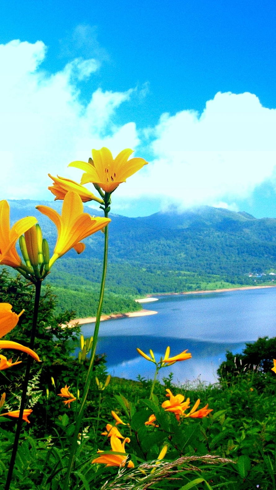 Vibrant Yellow Daylilies Blooming Against a Scenic Mountain Lake Landscape HD phone wallpaper