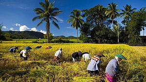 Farmers Harvesting Golden Rice Paddy in a Bangladesh Village Landscape HD wallpaper