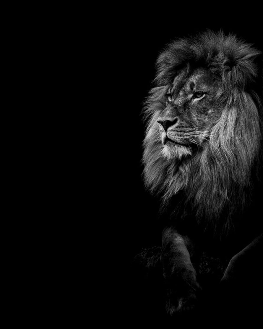 Majestic Male Lion Portrait in Dramatic Black and White Photography HD phone wallpaper