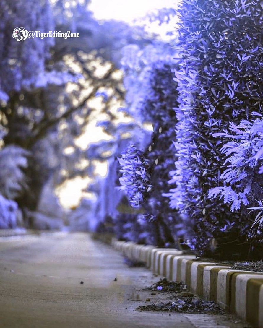 Dreamy Purple Tinted Garden Path with Lush Foliage and Soft Bokeh Lighting HD phone wallpaper