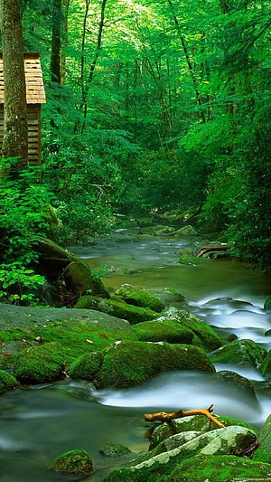 Mossy Rocks and Flowing Stream in a Lush Green Forest with a Small Cabin HD phone wallpaper