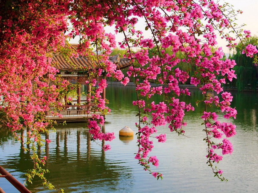 Vibrant Pink Blossoms Framing a Traditional Chinese Pavilion on a Serene Lake HD wallpaper