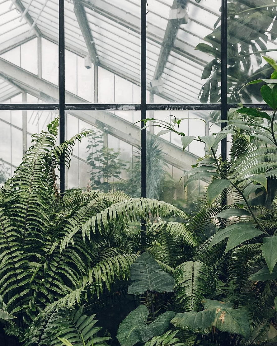 Lush Ferns and Tropical Foliage Inside a Glasshouse Conservatory HD phone wallpaper