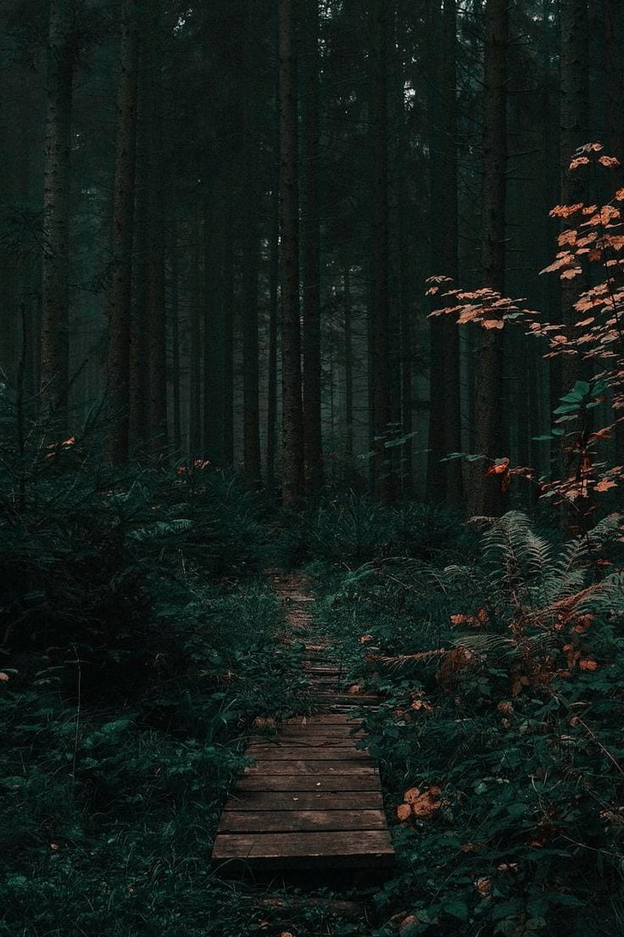 Moody Dark Forest Path with Wooden Planks and Tall Pine Trees HD phone wallpaper