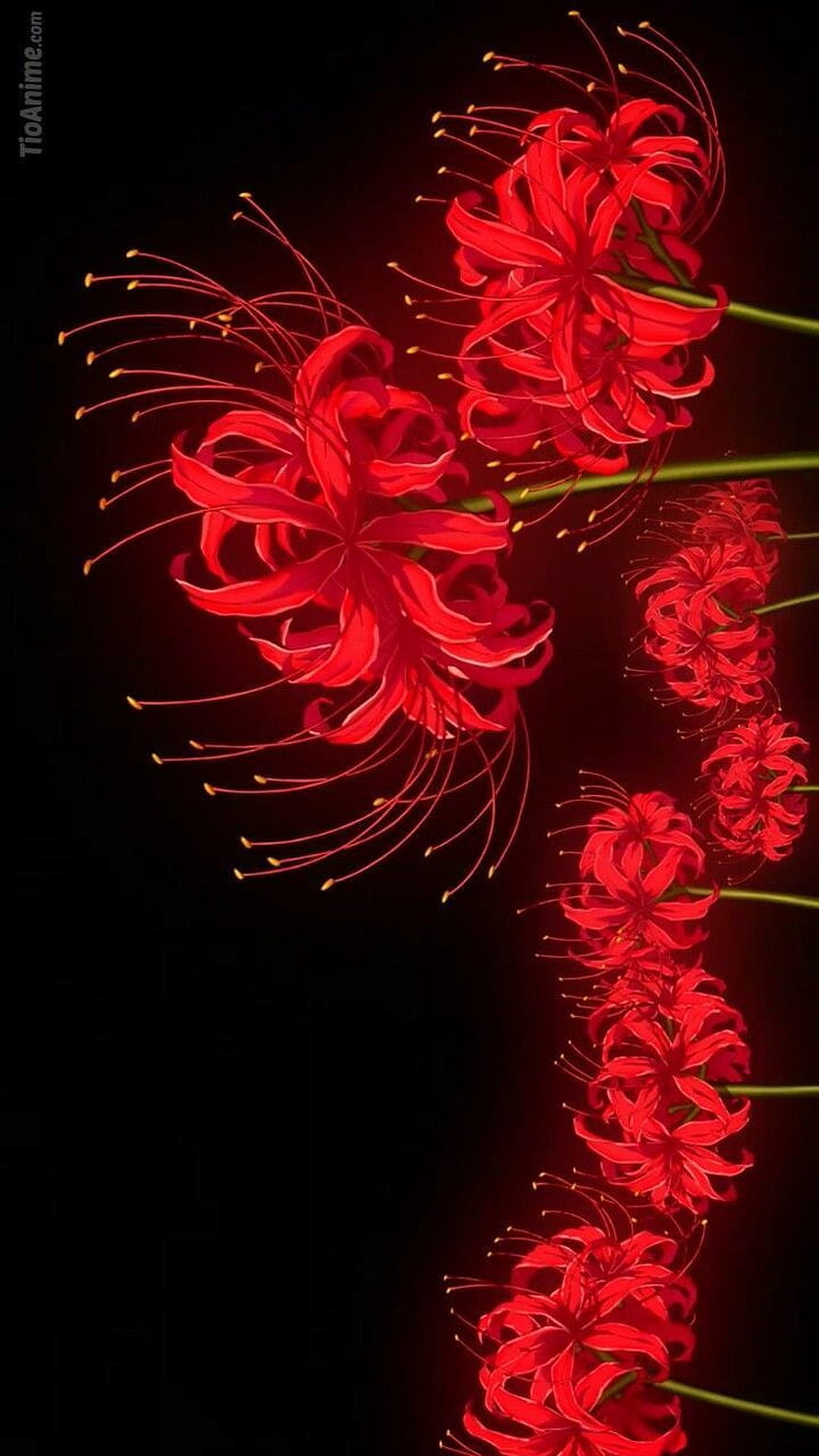 Vibrant Red Spider Lily Blooms Against a Deep Black Background HD phone wallpaper