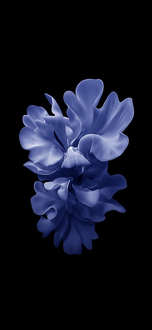 Elegant Blue Petal Blossom on Black Background Minimalist Floral Art HD phone wallpaper