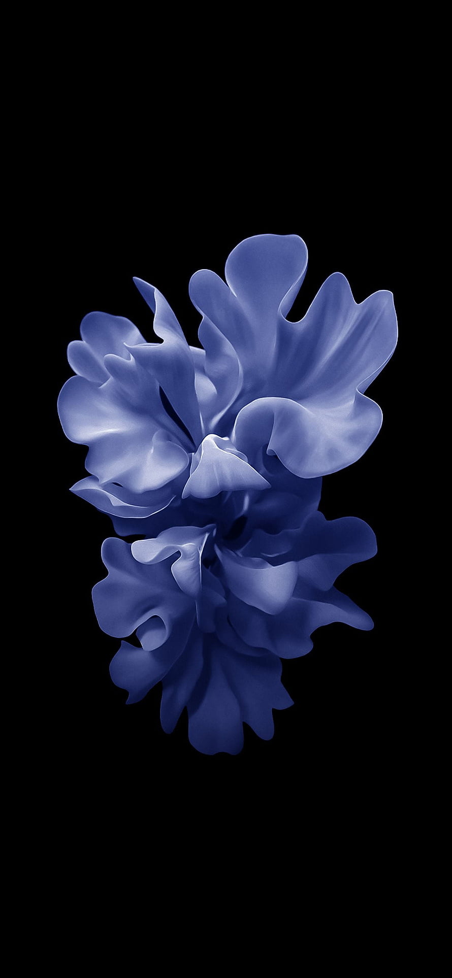 Elegant Blue Petal Blossom on Black Background Minimalist Floral Art HD phone wallpaper