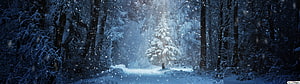 Snowy Winter Forest Path with Falling Snowflakes and Dark Blue Tones HD wallpaper