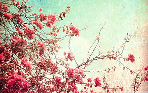 Vintage Pink Bougainvillea Branches Against Textured Retro Sky HD wallpaper