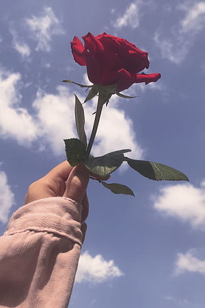 Hand Holding a Vibrant Red Rose Against a Bright Blue Sky with Fluffy White Clouds HD phone wallpaper
