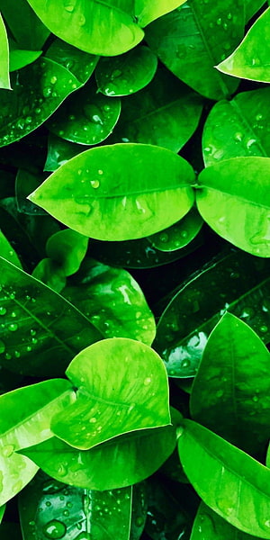 Vibrant Green Leaves with Water Droplets Nature Photography HD phone wallpaper