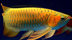 Golden Arowana Fish with Iridescent Scales Swimming in Deep Blue Water HD wallpaper