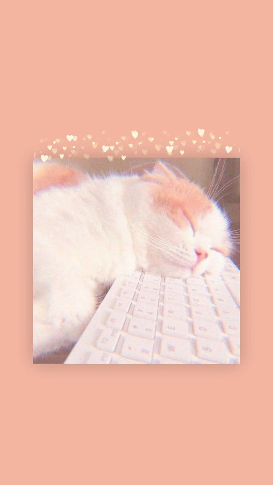 Sleeping White and Orange Cat Resting on a White Keyboard with Soft Pink Aesthetic Background HD phone wallpaper