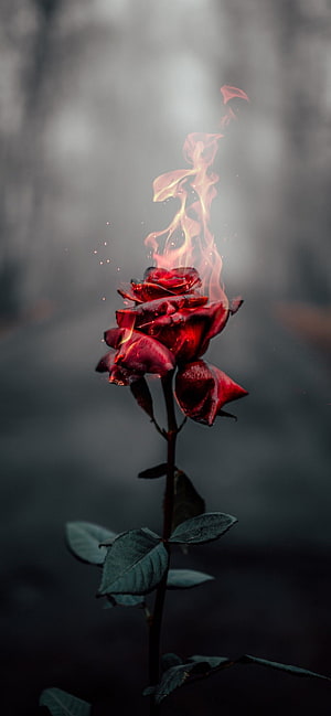Burning Red Rose in Dark Misty Atmosphere with Rising Flames and Embers HD phone wallpaper