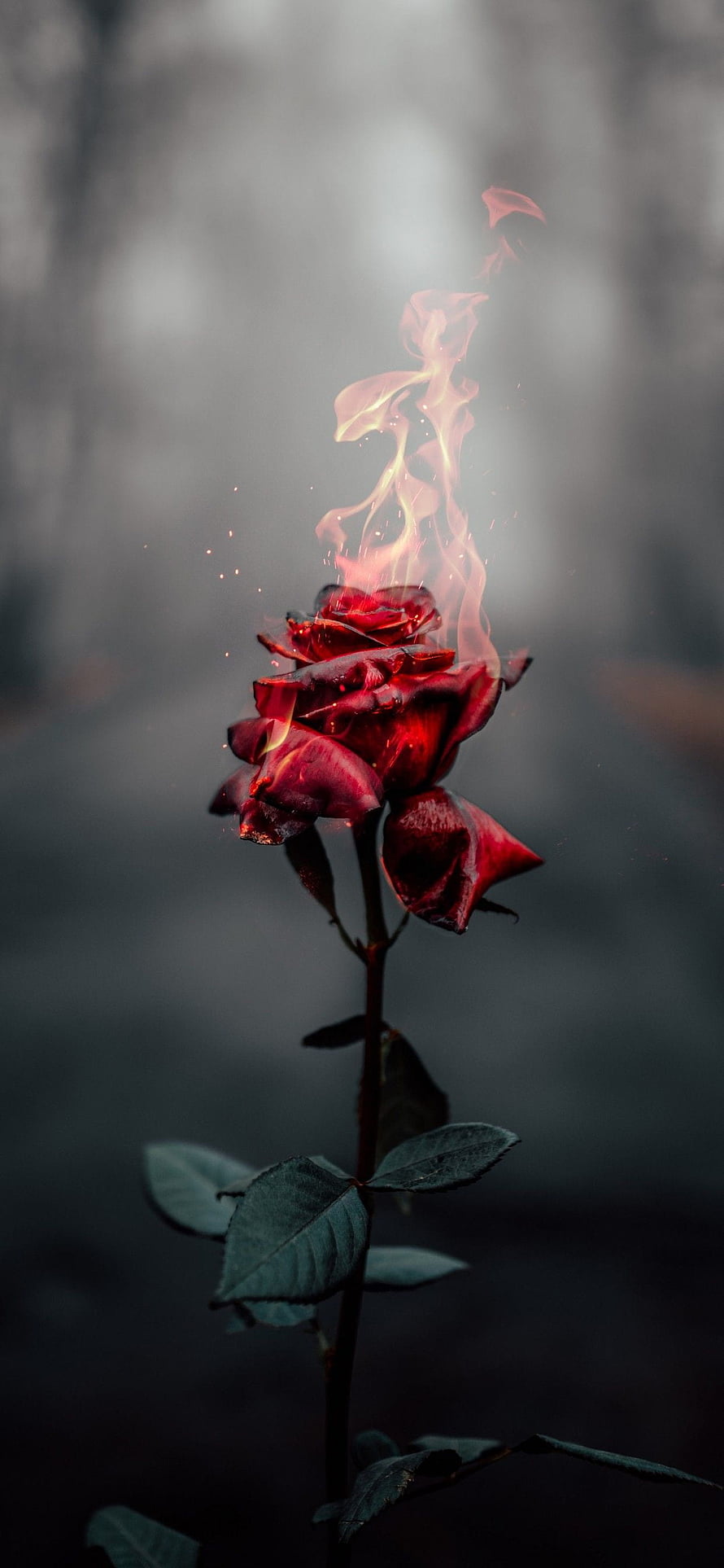 Burning Red Rose in Dark Misty Atmosphere with Rising Flames and Embers HD phone wallpaper