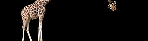 Giraffe Split Across Dual Monitor Screens on Black Background HD wallpaper